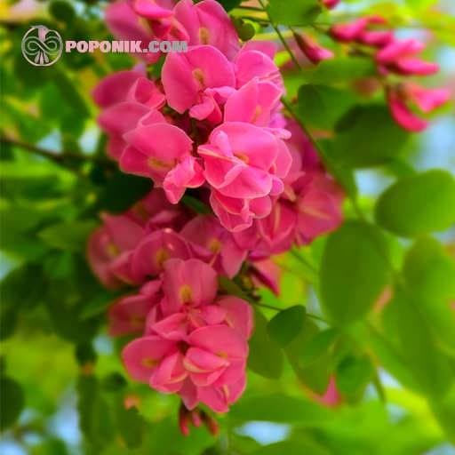 بذر درخت اقاقیا قرمز