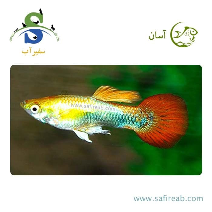 ماهی گوپی گلدن رد (پک چند عددی)