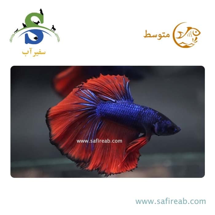ماهی فایتر هافمون قرمز آبی