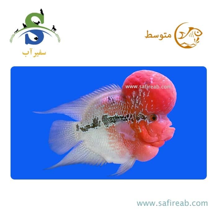 ماهی سیچلاید فلاور هورن