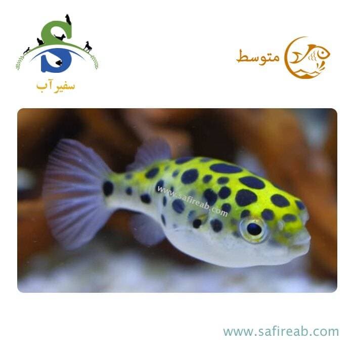 ماهی پافر گرین اسپات (پک چند عددی)