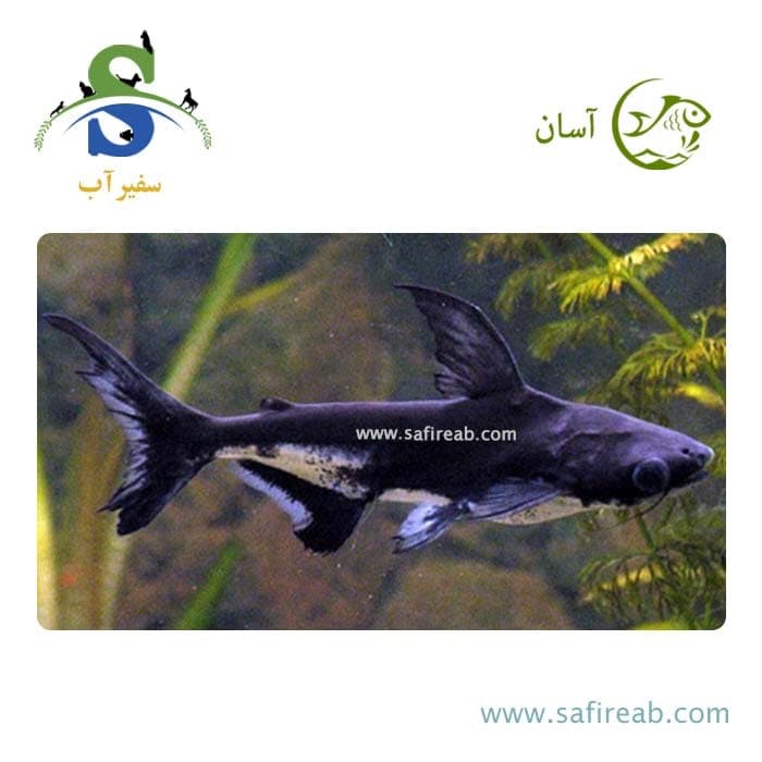 ماهی پنگوسی مشکی (پک چند عددی)