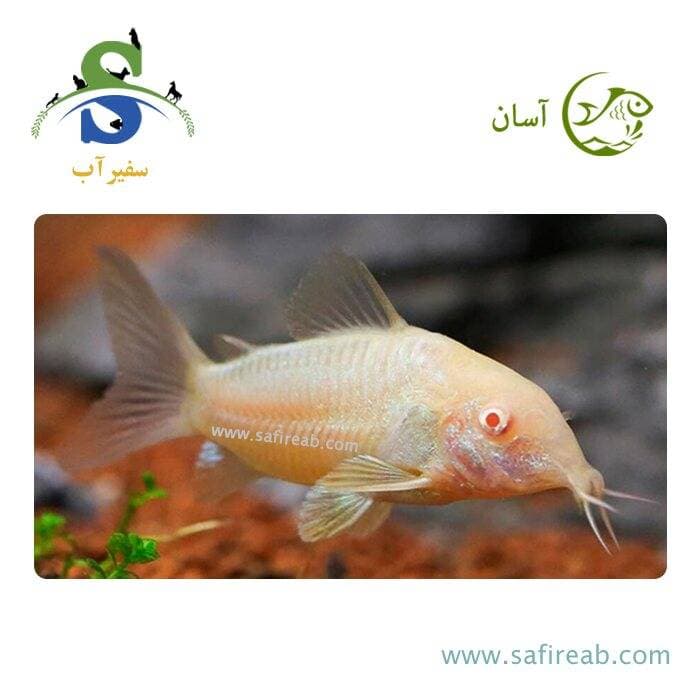 ماهی کت برنز آلبینو (پک چند عددی)