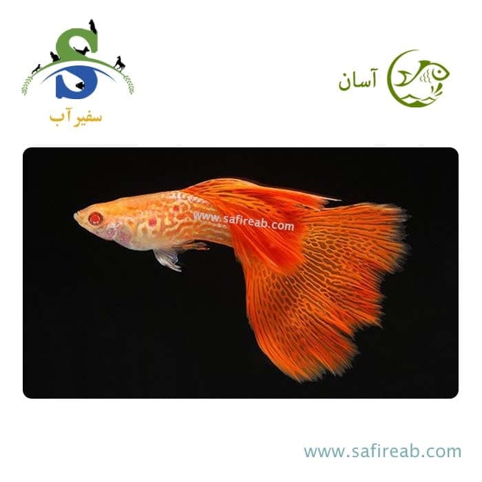ماهی گوپی رد تایگر آلبینو (پک چند عددی)