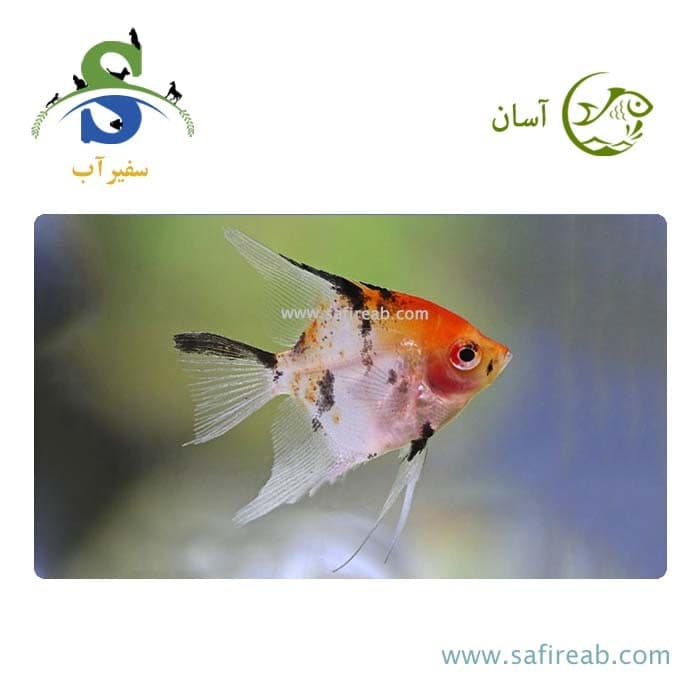 ماهی آنجل کوی (پک چند عددی)