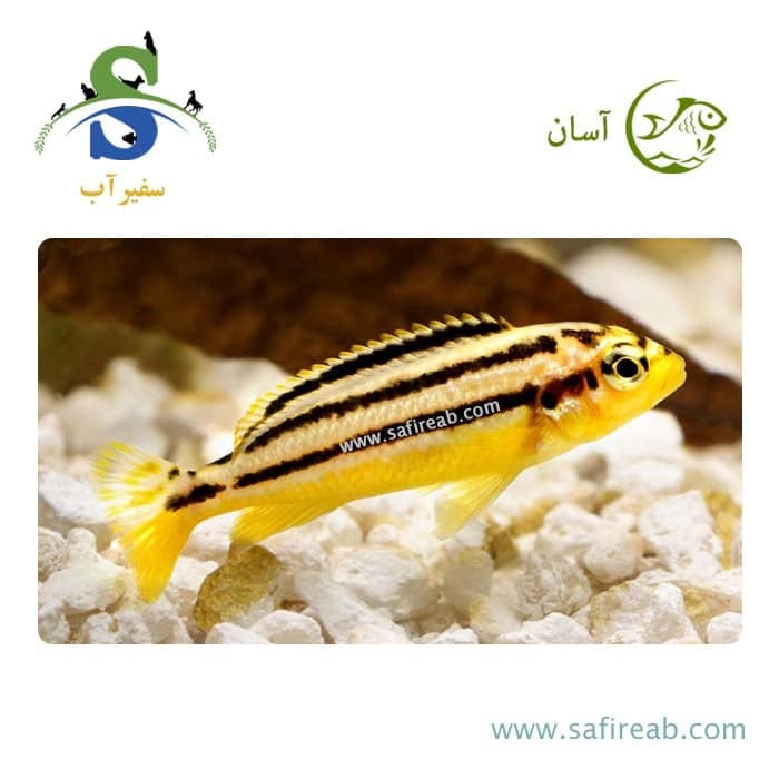 ماهی سیچلاید اوراتوس (پک چند عددی)