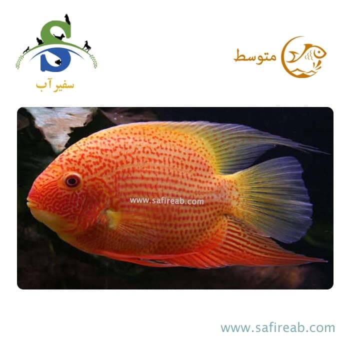 ماهی سیچلاید سوروم رد اسپاتد