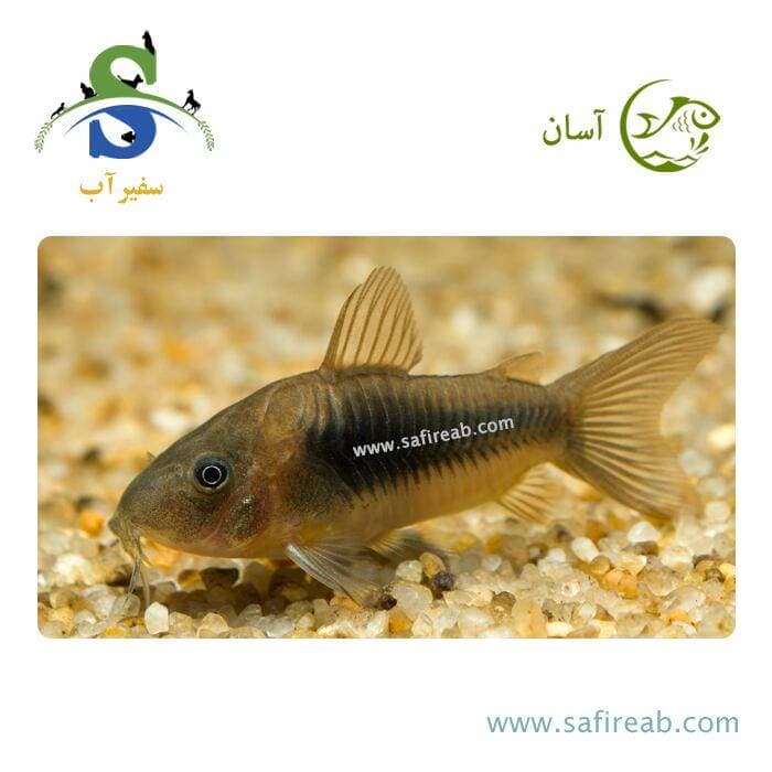 ماهی کت برنز (پک چند عددی)