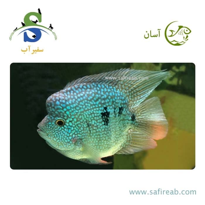 ماهی سیچلاید تگزاس بالن (پک چند عددی)