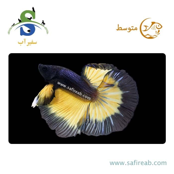 ماهی فایتر هافمون مسترد گز