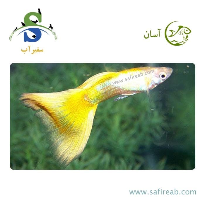 ماهی گوپی یلو گلدن (پک چند عددی)