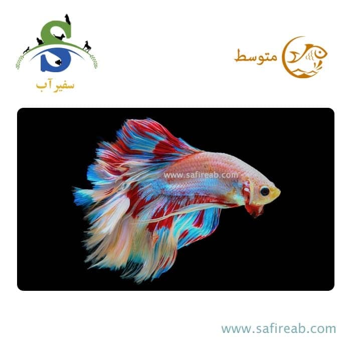 ماهی فایتر هافمون چند رنگ