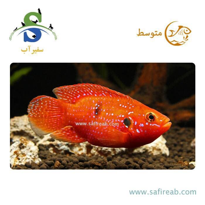 ماهی سیچلاید جوئل بالن (پک چند عددی)