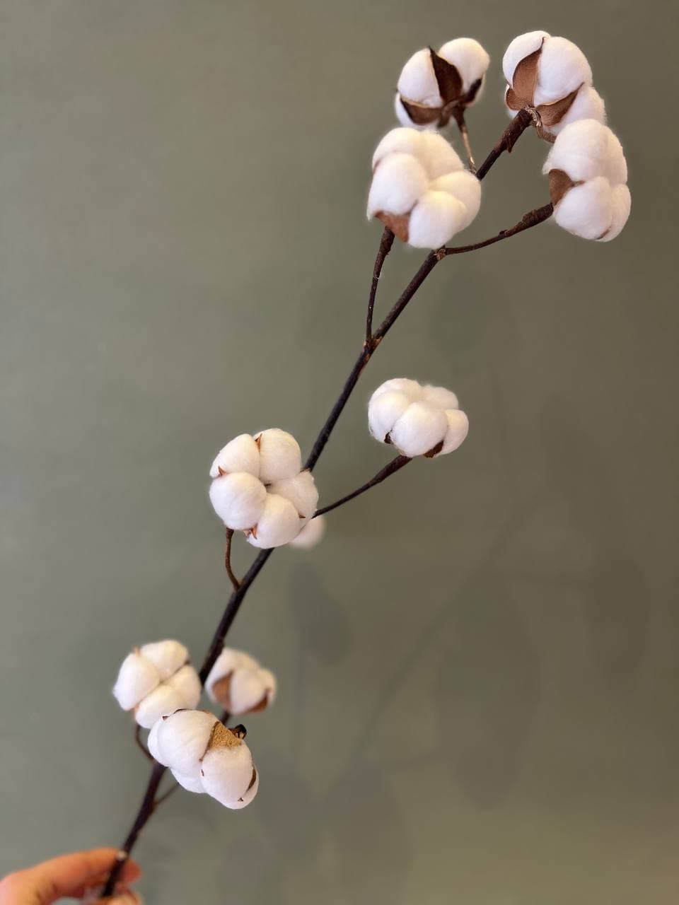 گل خشک پنبه کد 20609