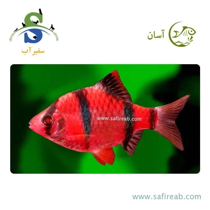 ماهی تایگر بارب قرمز (پک چند عددی)