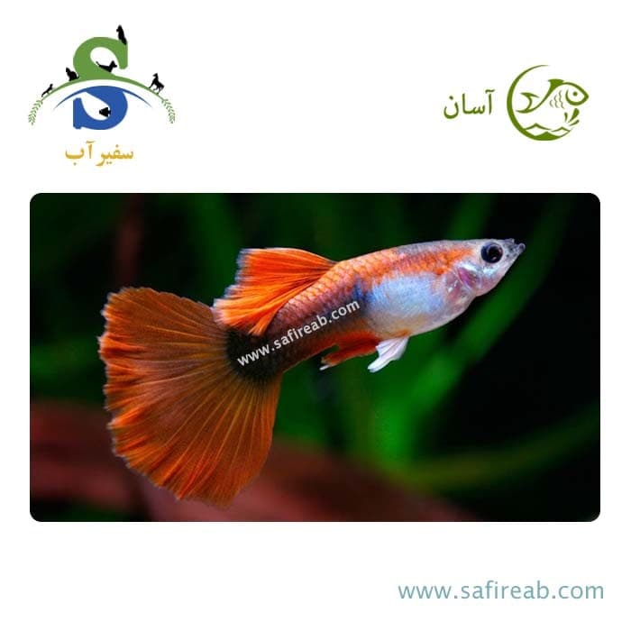 ماهی گوپی رد توکسیدو (پک چند عددی)
