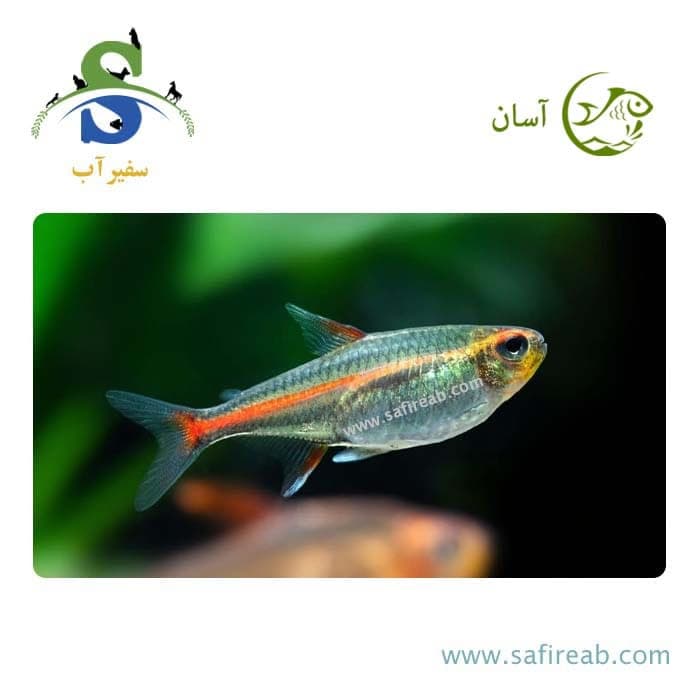 ماهی تترا گلولایت (پک چند عددی)