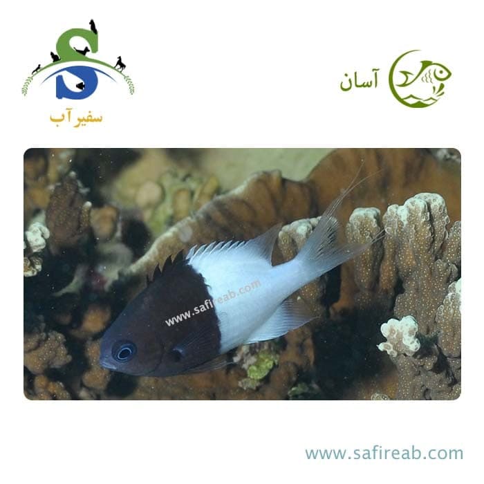 ماهی کرومیس بایکالر