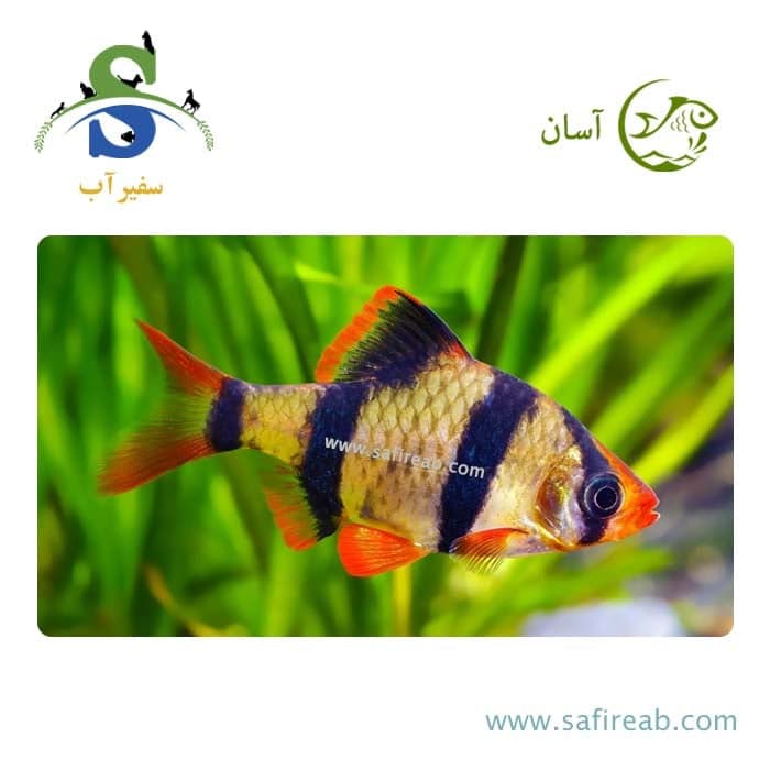 ماهی تایگر بارب (پک چند عددی)