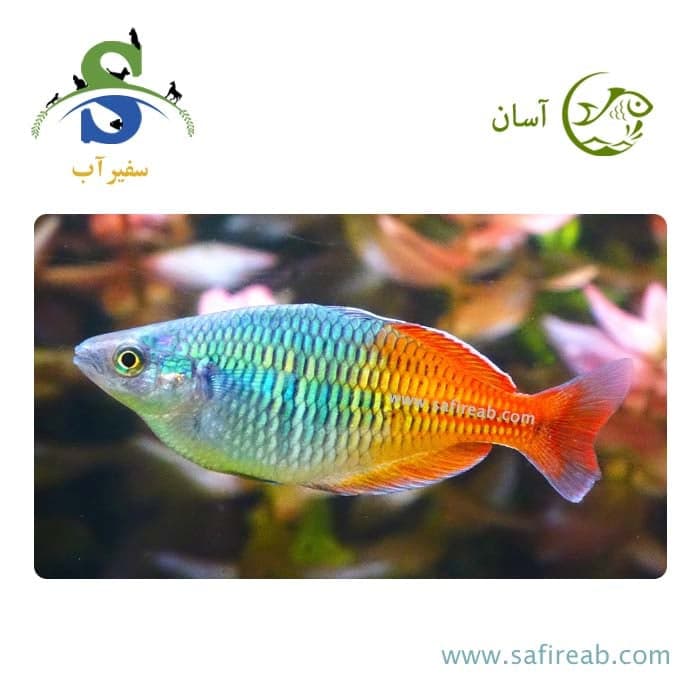 ماهی رمبو بوسمانی صیدی (پک چند عددی)