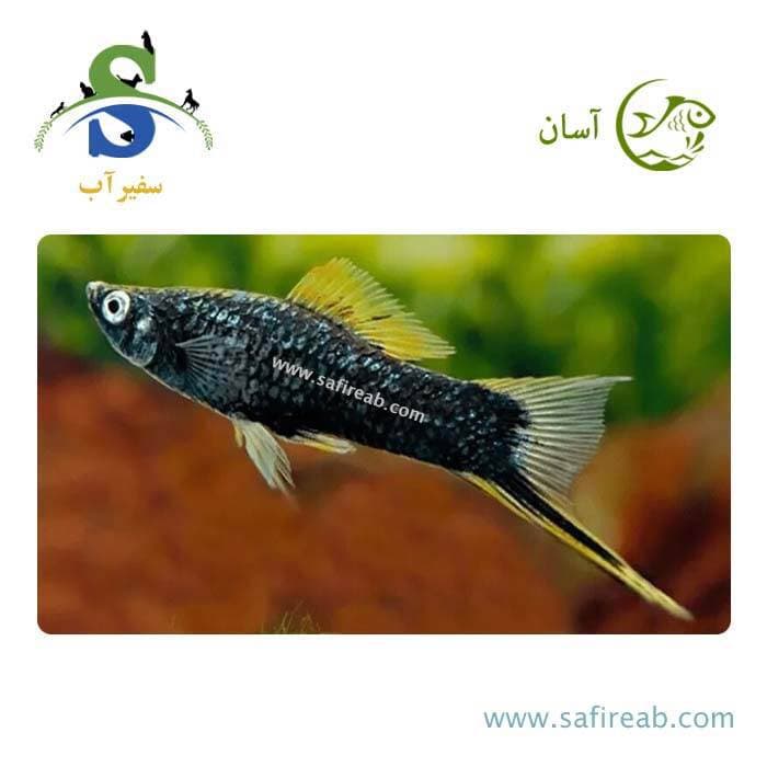 ماهی سواردتیل (دم شمشیری) مشکی (پک چند عددی)