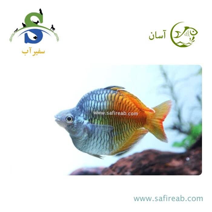 ماهی رمبو بوسمانی بالن (پک چند عددی)