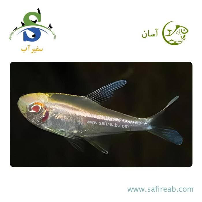 ماهی تترا نئون مشکی آلبینو (پک چند عددی)