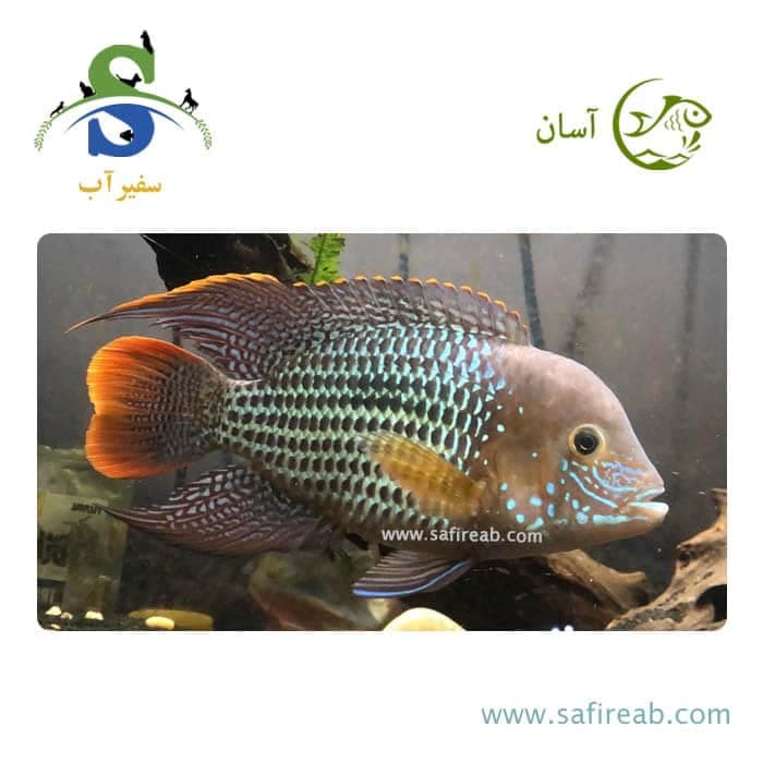 ماهی سیچلاید گرین ترور