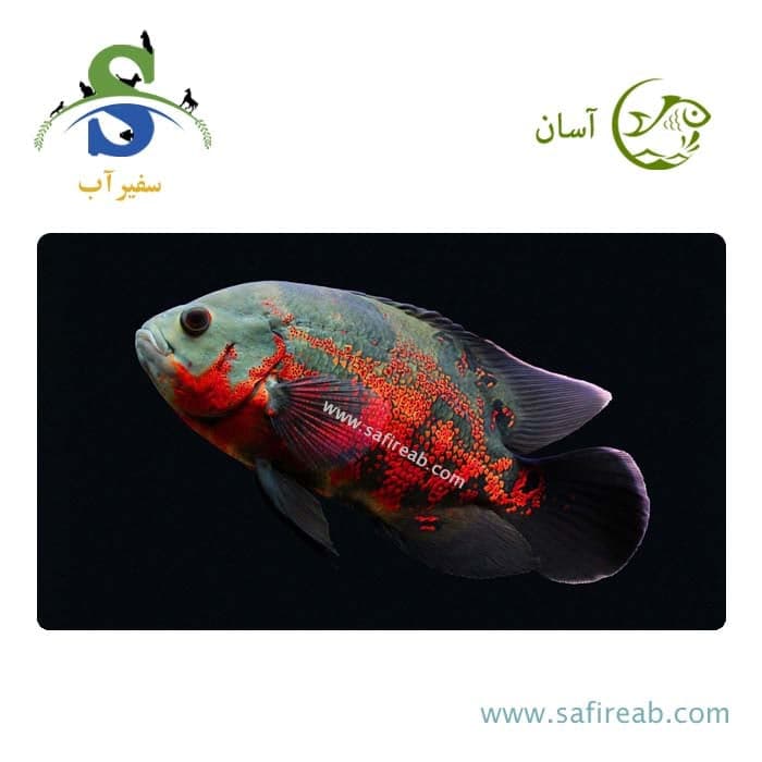 ماهی اسکار تایگر (پک چند عددی)