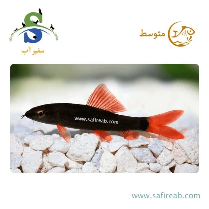 ماهی شارک رمبو (پک چند عددی)