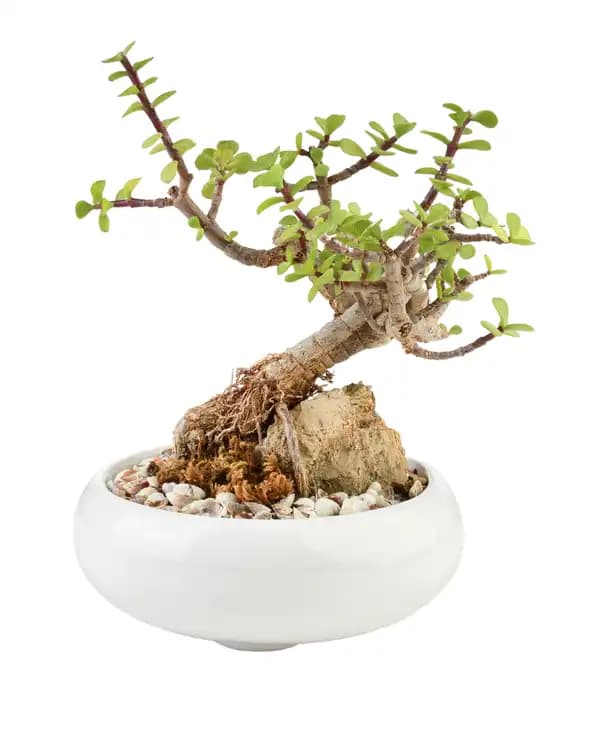 گیاه طبیعی بونسای کراسولا خرفه ای مدل دیش گاردن