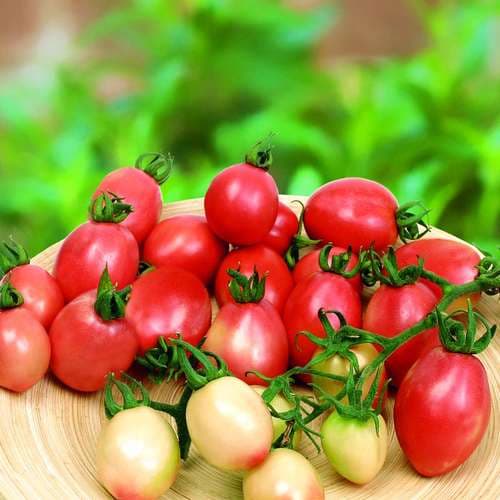 بذر گوجه فرنگی پچ رانگ F1 ( گوجه سفید صورتی الماس پله )