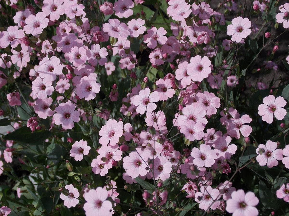 بذر گیاه صابونک