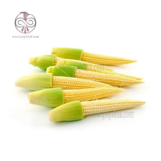 بذر بیبی کرن
