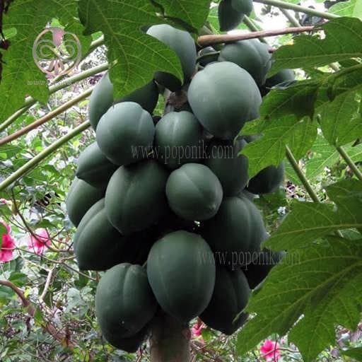 بذر درخت پاپایا گرد
