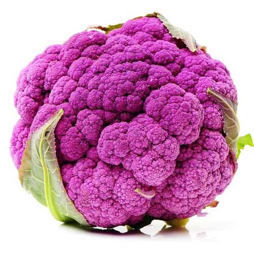 بذر گل کلم بنفش