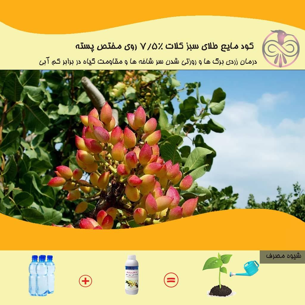 کود مایع طلای سبز کلات 7/5% روی مختص پسته