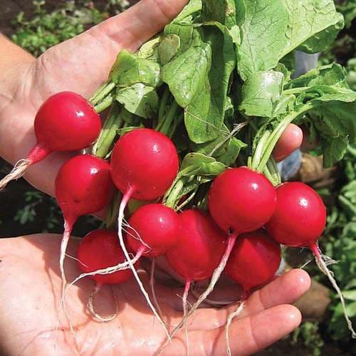 بذر تربچه هیبرید