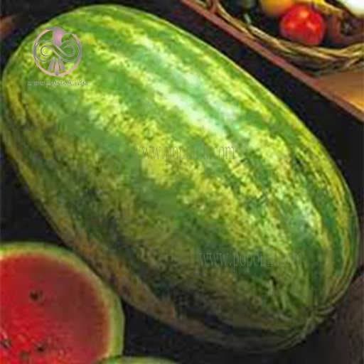 بذر هندوانه آر اس ۵۷