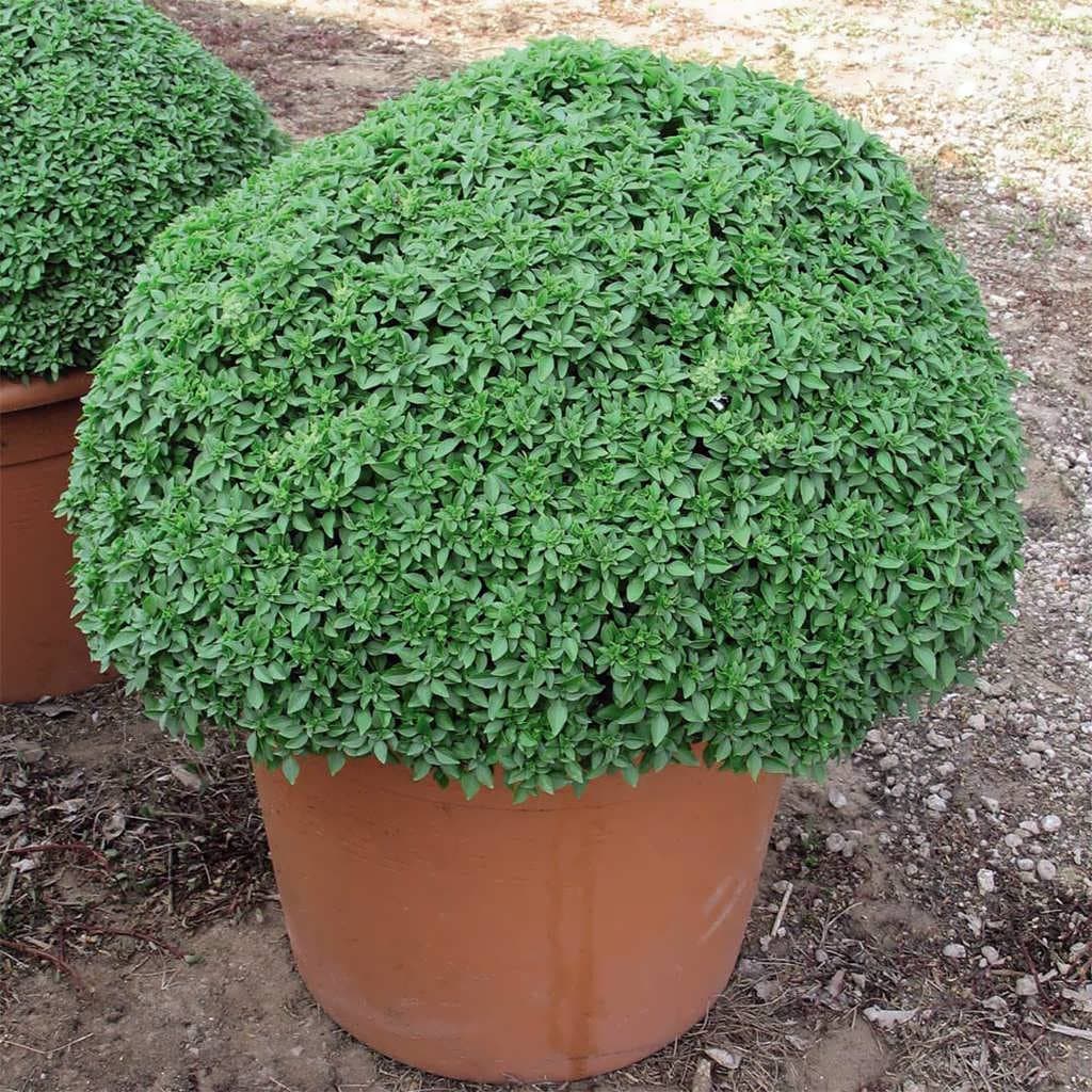 بذر ریحان بوته ای کوتوله یونانی