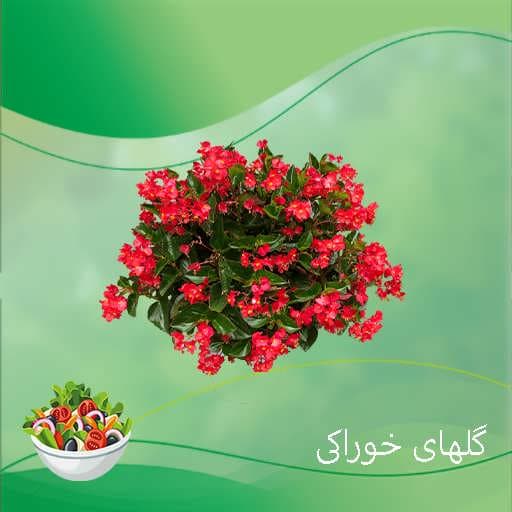 بذر گل بگونیا خوراکی