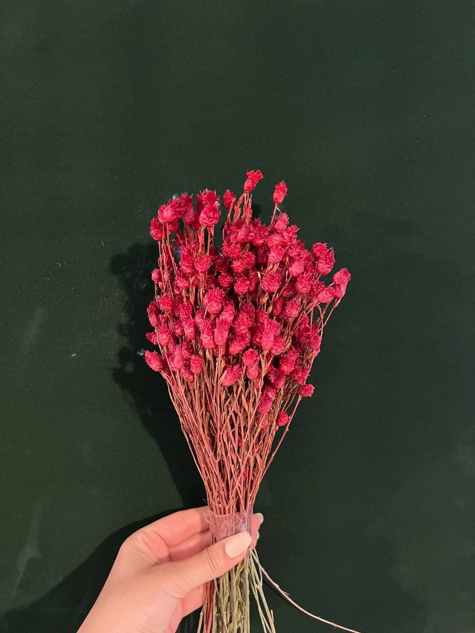 گل تلخه خشک کد 20605