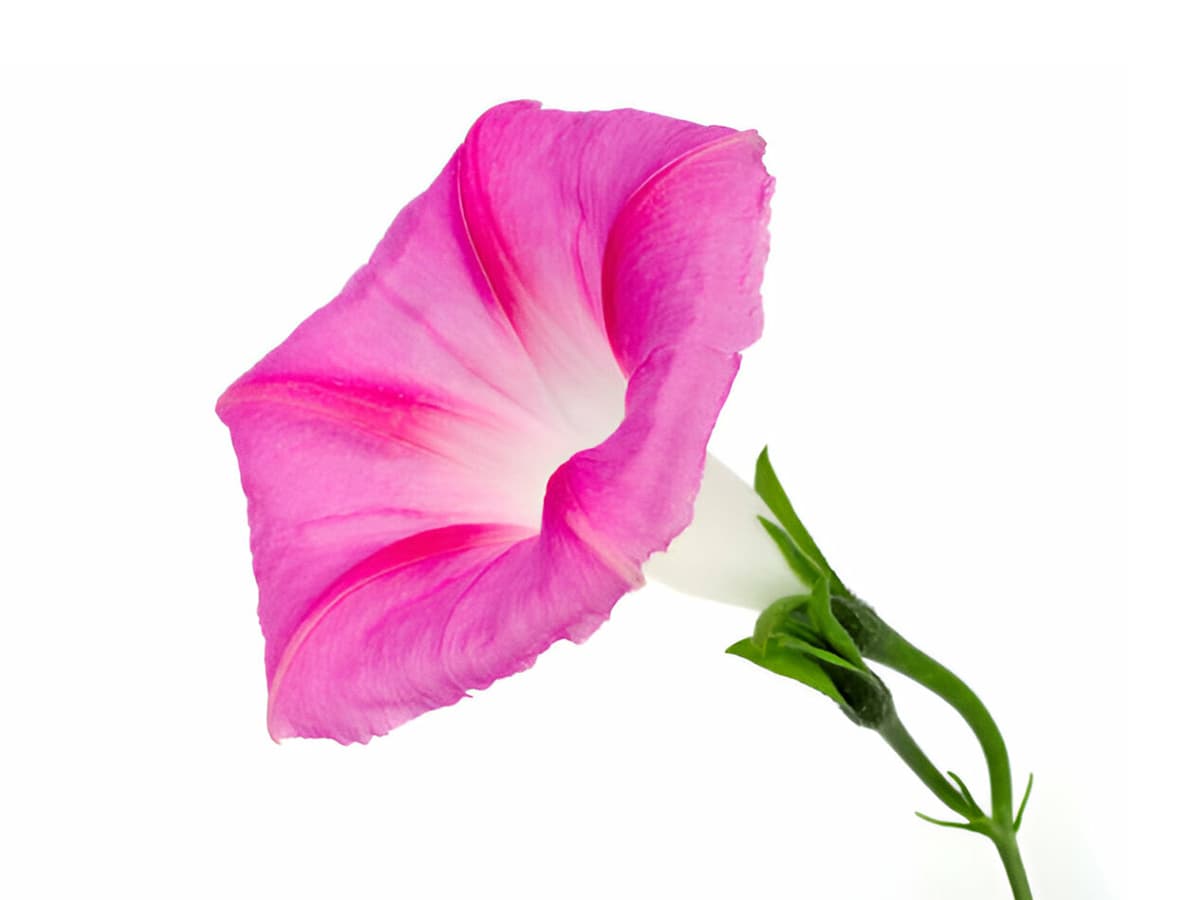 بذر گل پیچک طلوع عشق