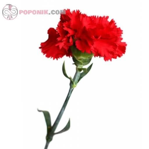 بذر گل میخک قرمز