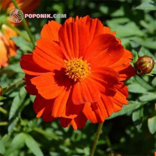 بذر گل ستاره ای نارنجی
