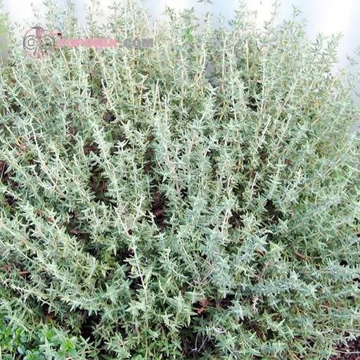 بذر آویشن زمستان آلمانی