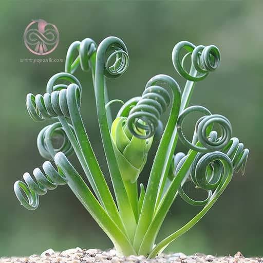 بذر ساکولنت آلبوکا فر