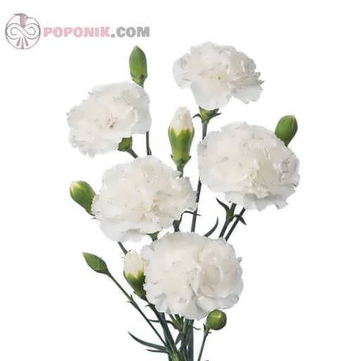 بذر گل میخک سفید